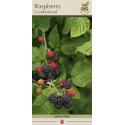 1-Count Cumberland Raspberry