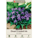 Dwarf Crested Iris