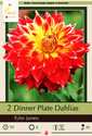 Dinner Plate Tyler James Dahlia, 2-Pack