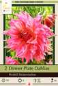 Dinner Plate Penhill Watermelon Dahlia, 2-Pack