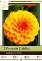 Golden Scepter Pompom Dahlia 2-Pack