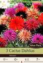 Dahlia Cactus Mixture 3-Pack