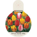 50-Count Tequila Sunrise Darwin Hybrid Tulips