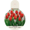 50-Count Van Eijk Darwin Hybrid Tulip