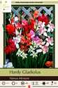 Hardy Gladiolus Mixture 