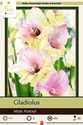 Mon Amour Gladiolus