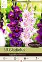 Sugar Plum Mixture Gladiolus 30-Pack