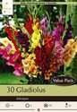 Large Flowering Gladiolus Mixture 30-Pack