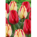 Netherland Bulb Company 5913-925-679 