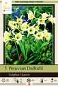 Peruvian Sulphur Queen Daffodil