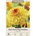 Sunny Boy Decorative Dahlia 8-Count