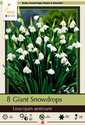 Giant Snowdrop, 8-Pack
