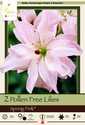 Double Spring Pink Pollen-Free Lily 2-Pack