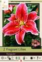 Fragrant Oriental Stargazer Lily, 2-Pack