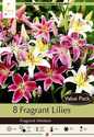 Fragrant Mixture Lily 8-Pack