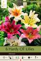 Oriental Trumpet Lily Mixture 6-Pack