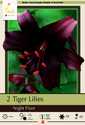 Night Flyer Tiger Lily, 2-Pack