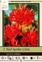 Red Spider Lily 2-Pack