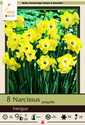 Narcissus Jonquil Intrigue 8-Pack
