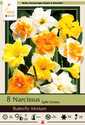 Butterfly Narcissus Mixture 8-Pack