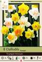 Trumpet Mixture Daffodil, 8-Pack