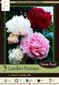 Cotton Candy Paeonia Mix 2/3 Eye 3-Count