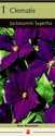Jackmanii Large Flowering Clematis
