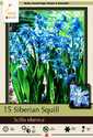 Siberian Squill, 15-Pack