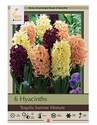Hyacinth Tequila Sunrise Mixture Flower Bulbs, 6-Pack 