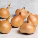 Yellow Moon Dutch Shallots 15-Count
