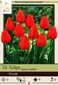 Parade Tulips, 10-Pack
