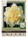 Double Flowering White Lion Narcissus, 8-Pack 