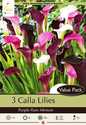 Purple Rain Mixture Calla Lily 3-Pack