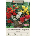 Cascade Pendula Begonias Mix 4-Count
