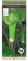 Jack In The Pulpit, 2-Pack 