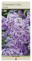 Common Purple Lilac 