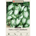 3-Count Fancy Leaf Caladiums Aaron