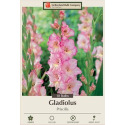 10-Count Priscilla Gladiolus