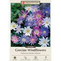 20-Count Anemone Blanda Grecian Windflowers Mixture