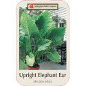 Upright Elephant Ear