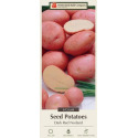 Dark Red Norland Seed Potato