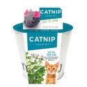 1-Count Catnip Seed Grow Kit