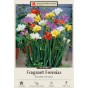 8-Count Double Mixture Fragrant Freesia