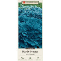 1-Count Blue Mixture Hardy Hostas