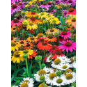 Echinacea Coneflower Mix