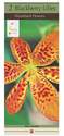 Blackberry Lily, 2-Pack 