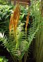 Cinnamon Fern