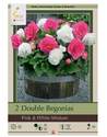 Double Pink And White Begonias, 2-Pack 