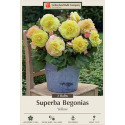 Yellow Superba Begonias