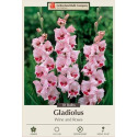 Wine and Roses Gladiolus, 10 Bulbs